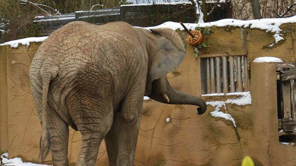 Slon Kito oslavil 11. narozeniny a zároveň své 4,5 tuniny - Jak se do toho dostat