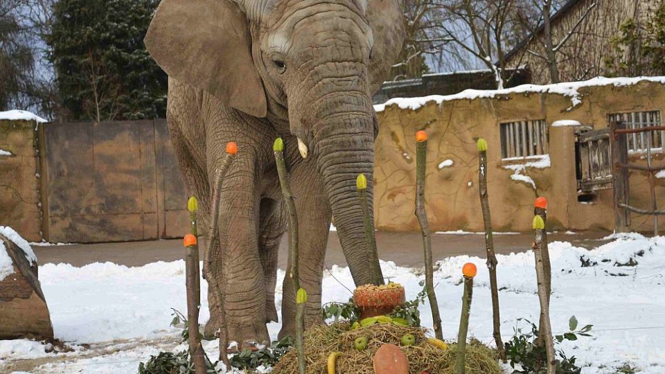 Slon Kito oslavil 11. narozeniny a zároveň své 4,5 tuniny