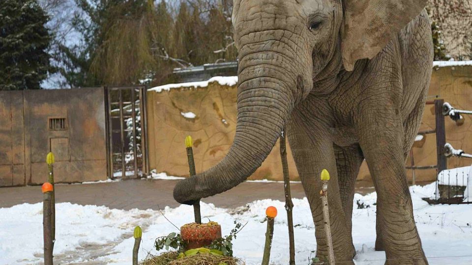 Slon Kito oslavil 11. narozeniny a zároveň své 4,5 tuniny - Kito a svíčka na dortu