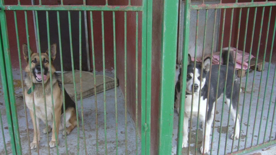 Psí útulek v Dobranově na Českolipsku. Dva psí nalezenci, kteří utekli majitelům při novoročních oslavách