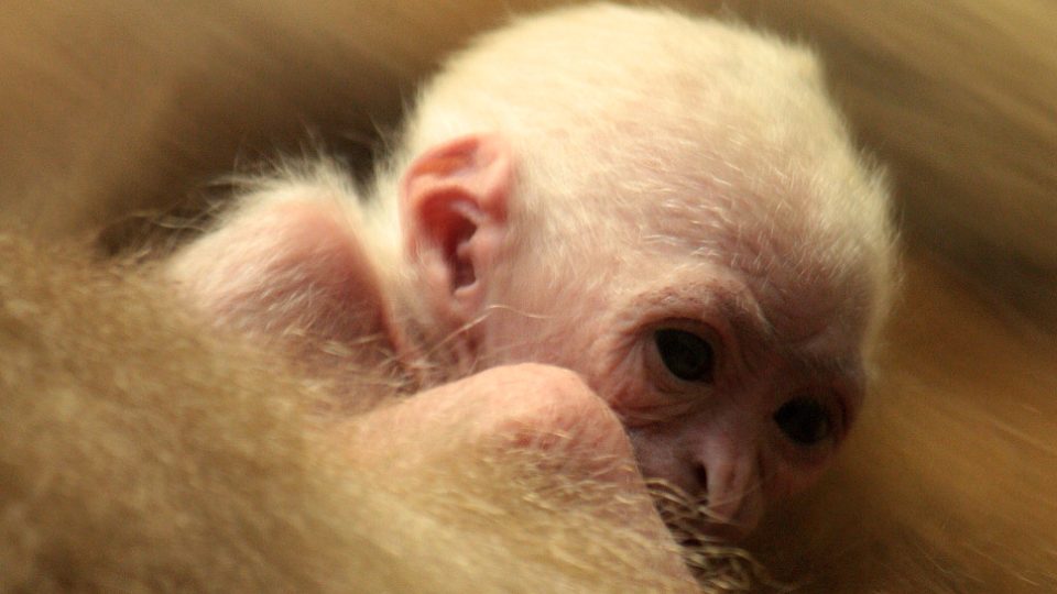 Gibon bělolící s mládětem