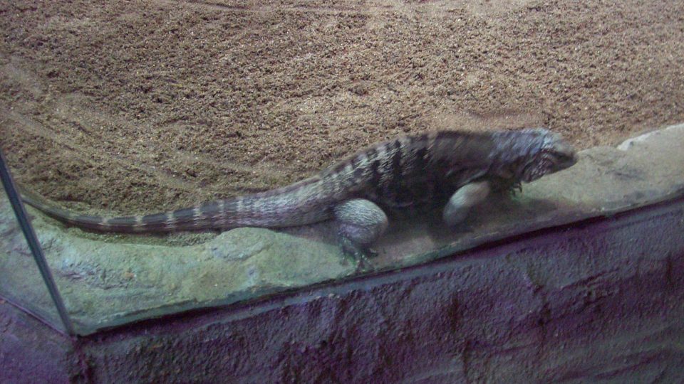 Rajské ostrovy děčínské ZOO - leguán kubánský Rajské ostrovy děčínské ZOO - leguán kubánský