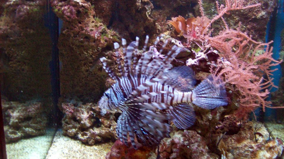 Rajské ostrovy děčínské ZOO - perutýn Rajské ostrovy děčínské ZOO - perutýn