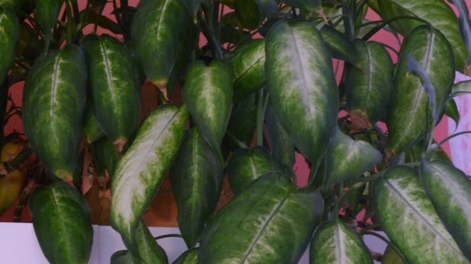 Difenbachie (Diffenbachia) je asi nejznámější z jedovatých áronovitých rostlin