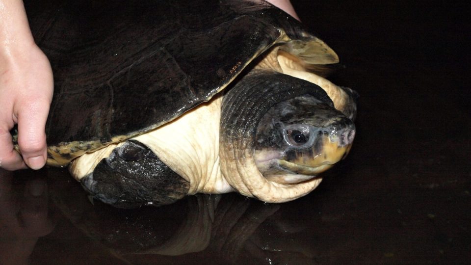 Orlície bornejská (Orlitia borneensis, Borneo-Flussschildkröte, Malaysian giant turtle)