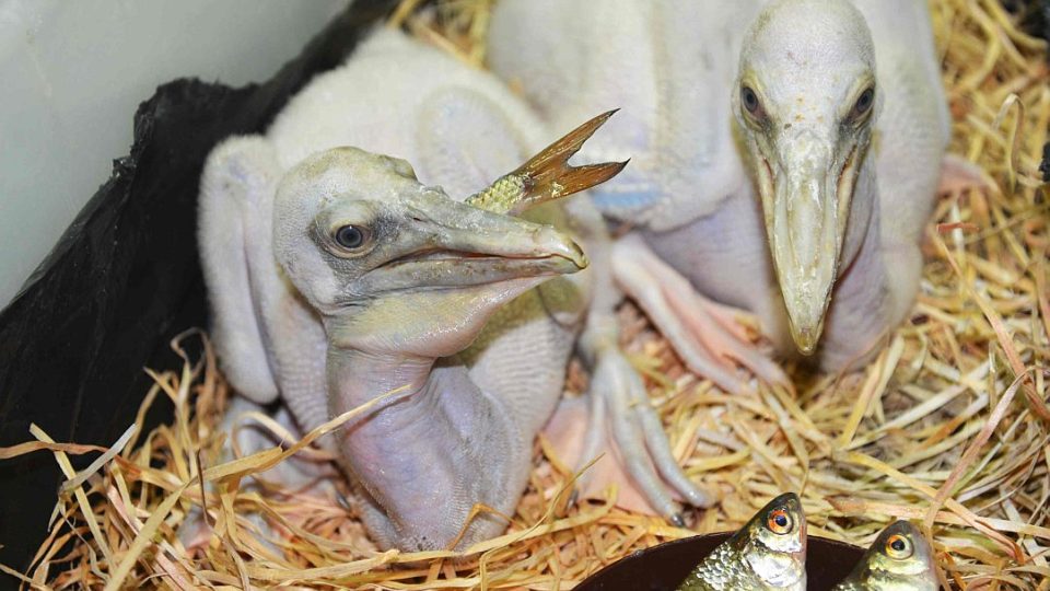 Mláďata pelikánů v ZOO Dvůr Králové nad Labem