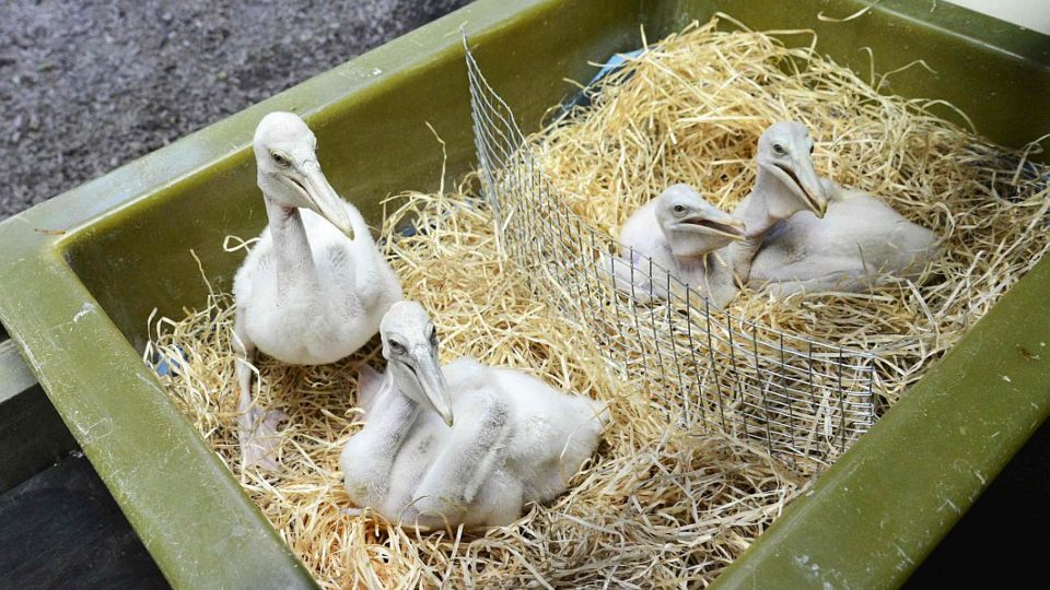 Mláďata pelikánů v ZOO Dvůr Králové nad Labem