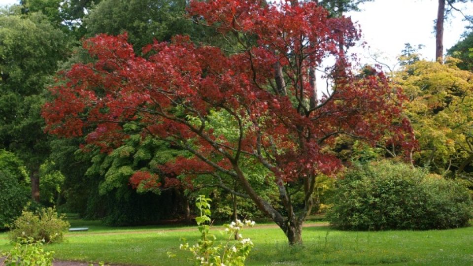 Anglické arboretum