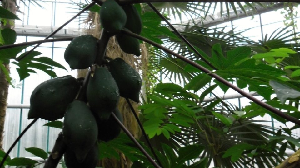 Plody papáji