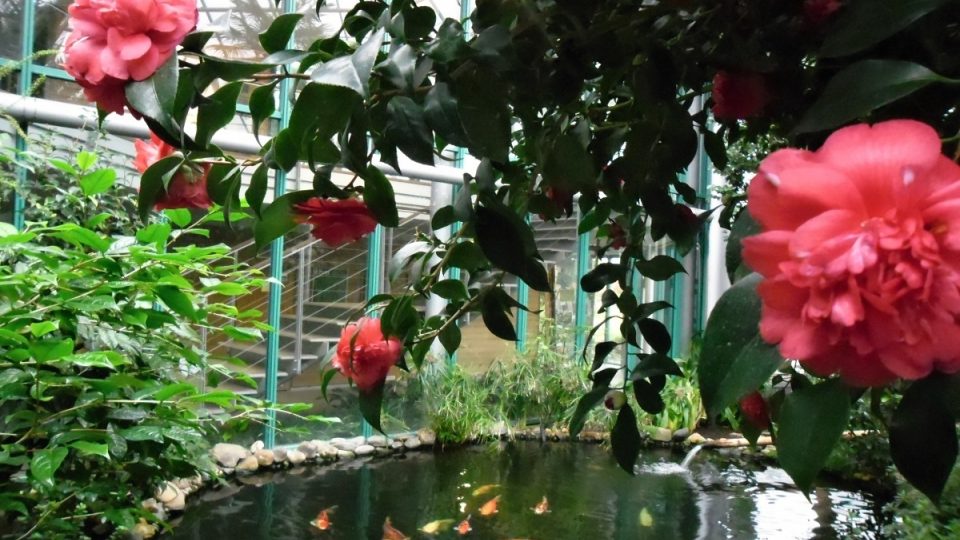 V liberecké botanické zahradě mají i krásné růžové květy kamélií, které rostou v Číně
