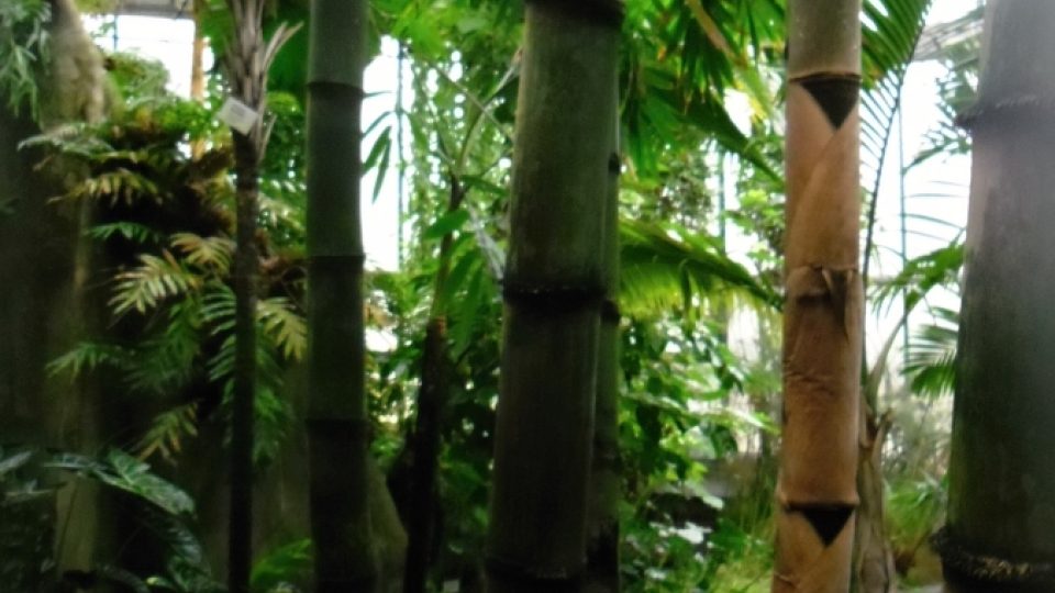 V pavilonu asijských a afrických tropů najdete jeden z největších bambusů českých botanických zahrad