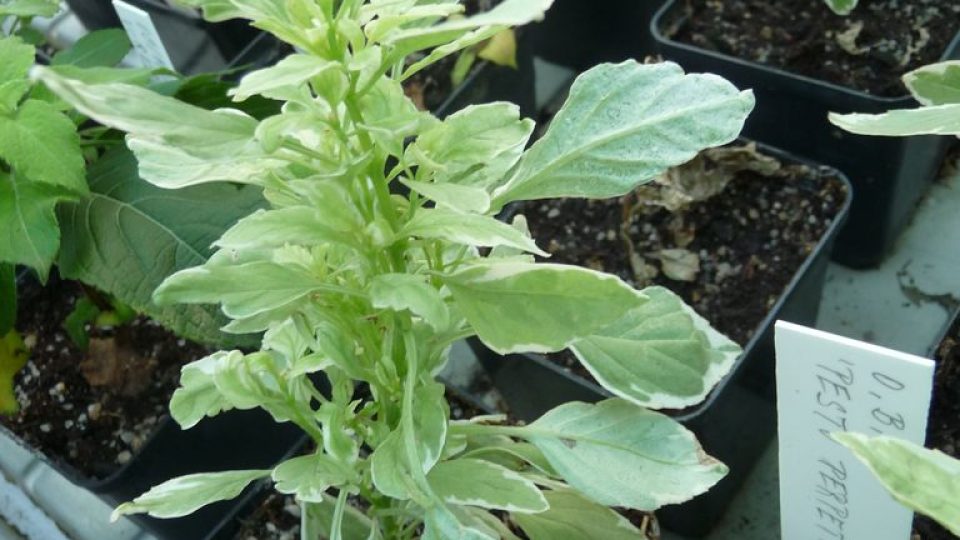 Bazalka pravá Pesto Perpetuo (Ocimum basalicum)
