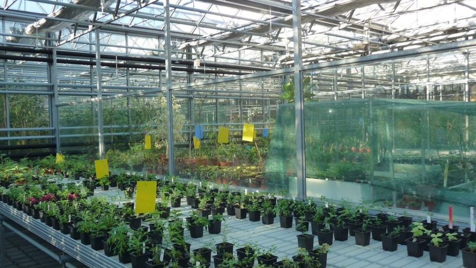 Pohled do pěstebních skleníků