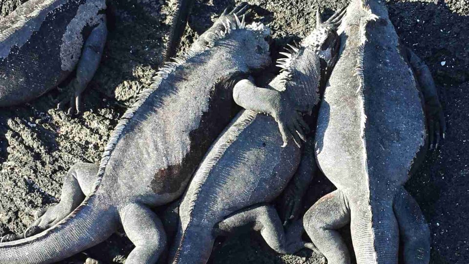 Galapážští leguáni v objetí