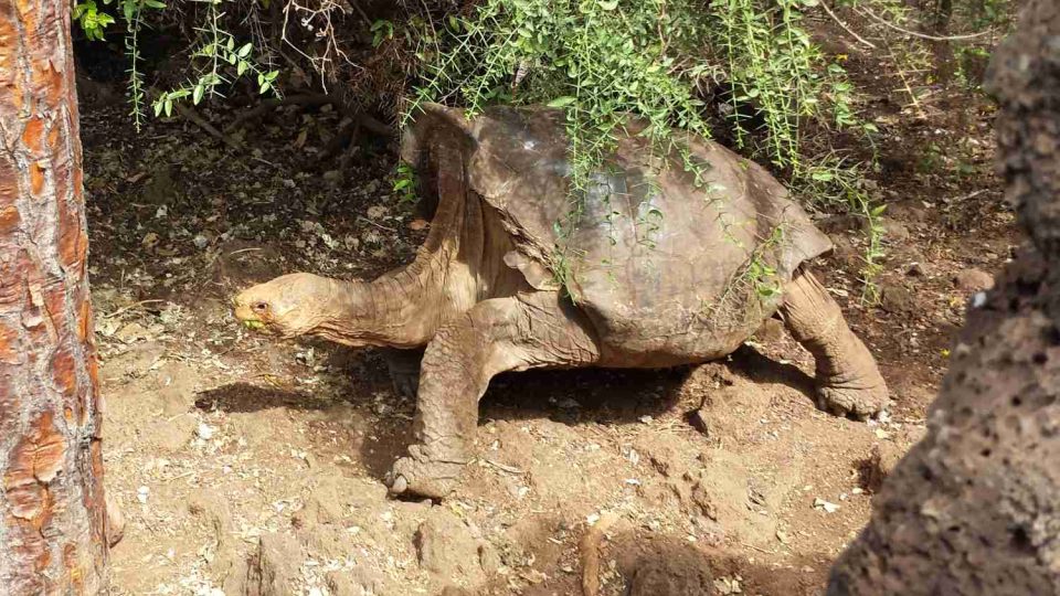 Samec želvy obrovské, kterému na Galapágách neřeknou jinak než Super Diego