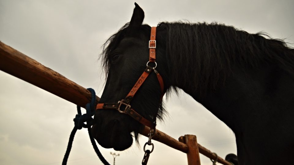 Kůň Blackie