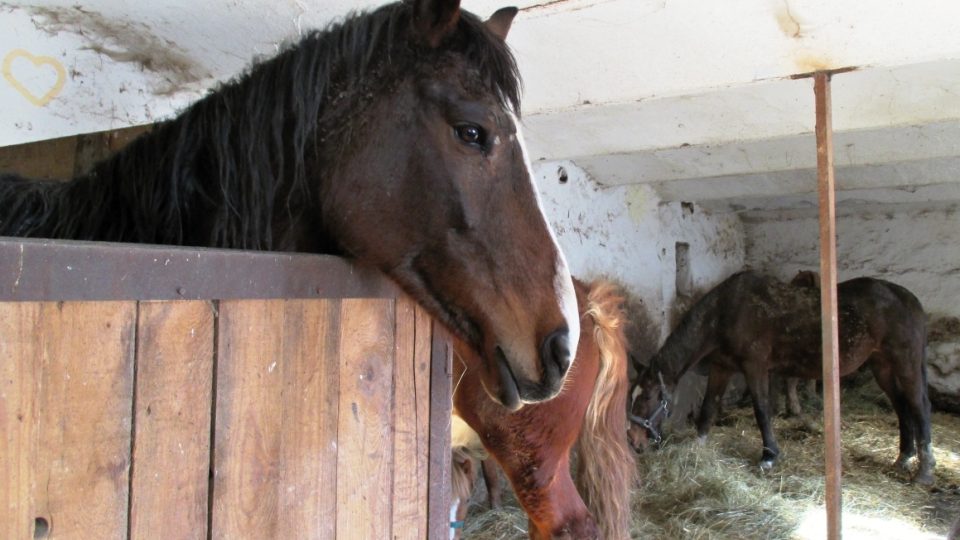 Jedna ze dvou stájí záchranné stanice SOS život pro koně