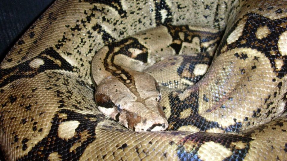 Hroznýš královský (Boa constrictor)