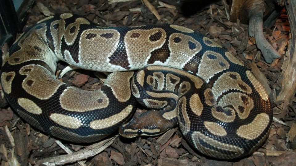 Krajta královská (Python regius) patří mezi malé, snadno chovatelné druhy krajt