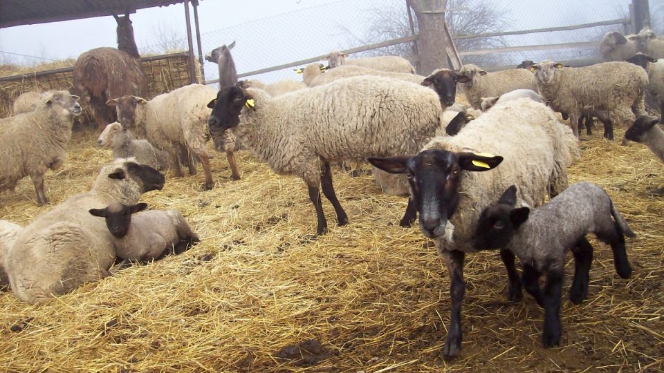 Ovčí farma Ing. Vlastimila Slavíčka - jehně s matkou