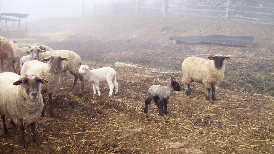 Ovčí farma Ing. Vlastimila Slavíčka - jehňata