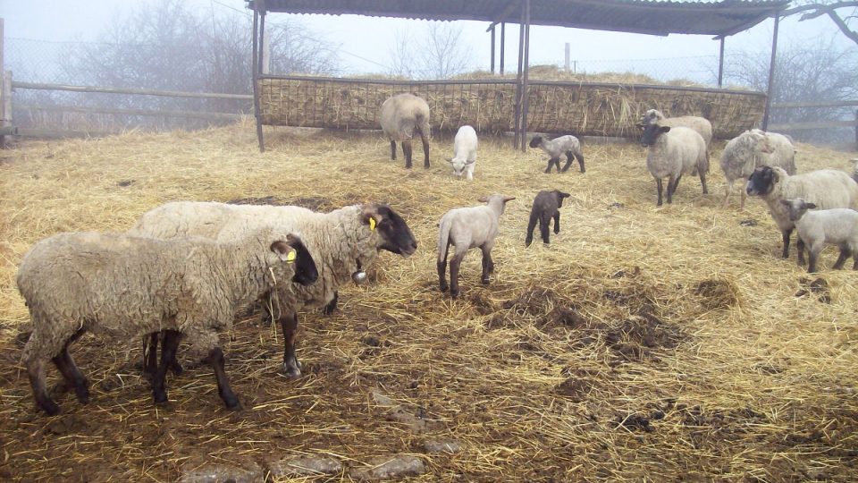 Ovčí farma Ing. Vlastimila Slavíčka