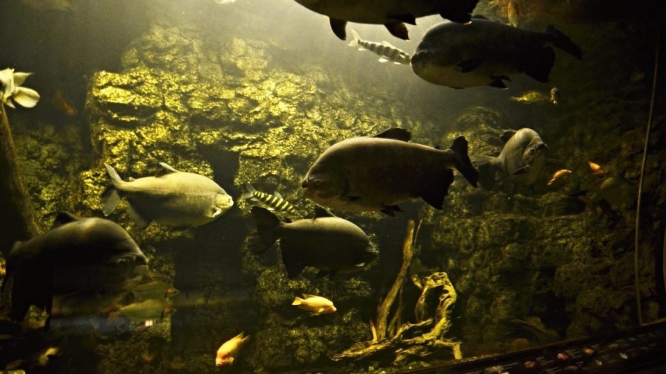 Největší sladkovodní akvárium v Hradci Králové