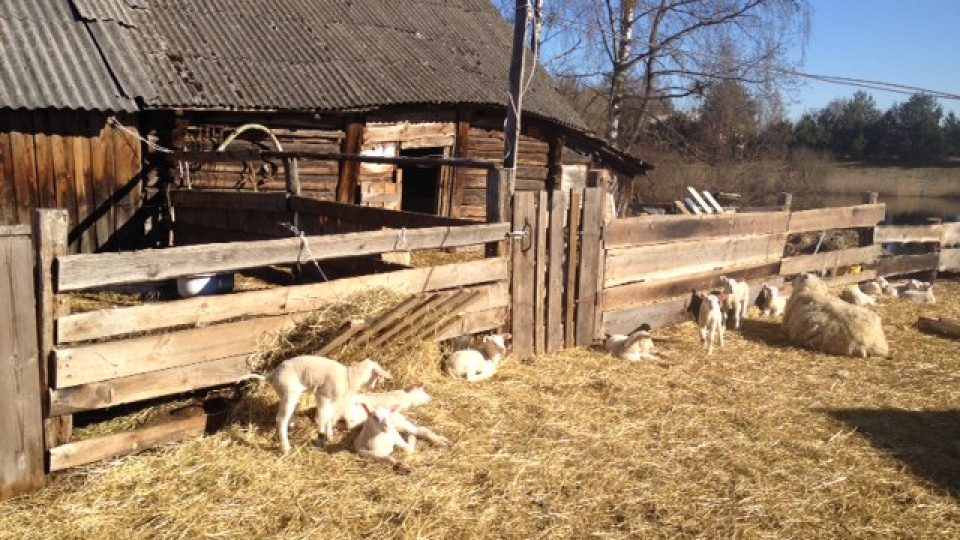 Audrius dnes prodá všechny sýry, které na farmě vyrobí