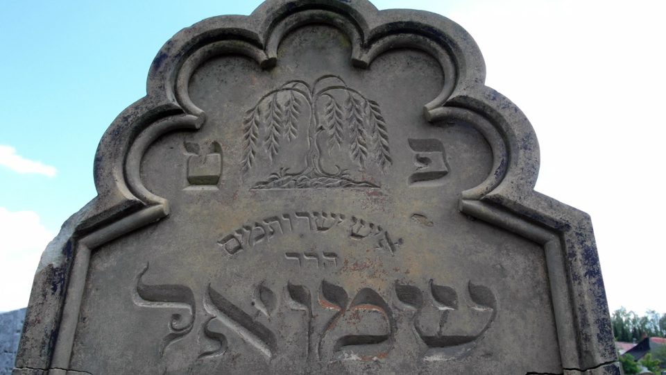 Motiv vrby na židovském hřbitově v Holešově