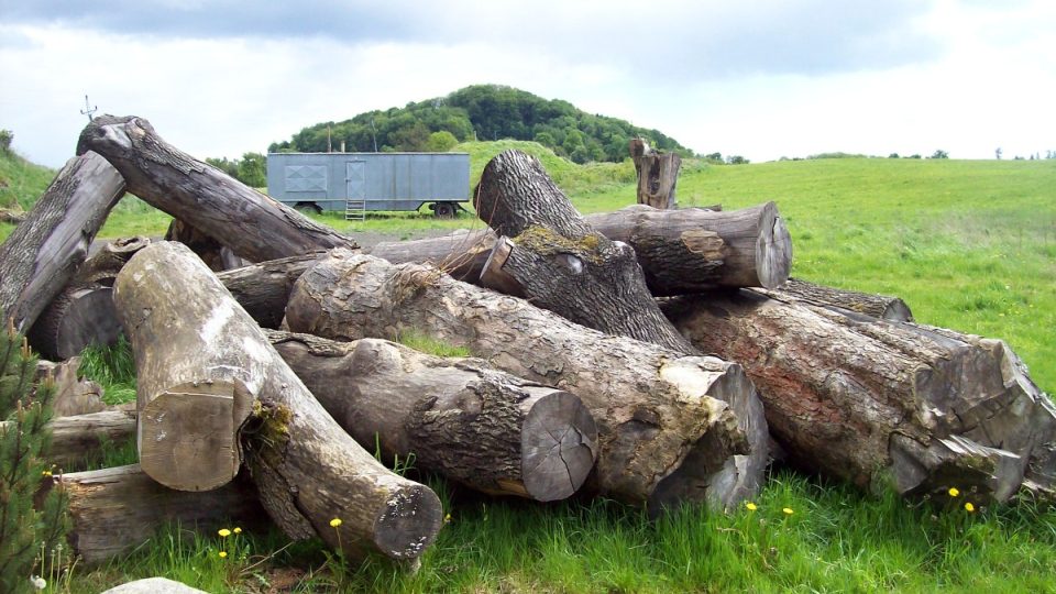Připravené dřevo na sochy