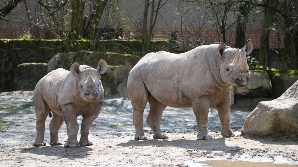 Odchov nosorožce dvourohého Elišky, která je 50. mládětem nosorožce a 38. mládětem nosorožce dvourohého narozeným v historii ZOO Dvůr Králové nad Labem