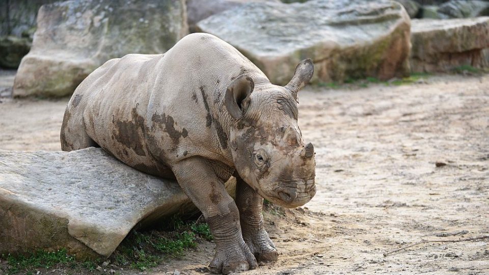 Odchov nosorožce dvourohého Elišky, která je 50. mládětem nosorožce a 38. mládětem nosorožce dvourohého narozeným v historii ZOO Dvůr Králové nad Labem