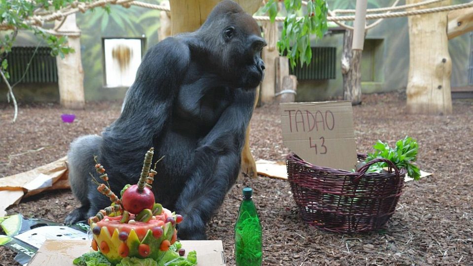 Gorila s nejhezčím pohledem - Tadao oslavil 43. narozeniny