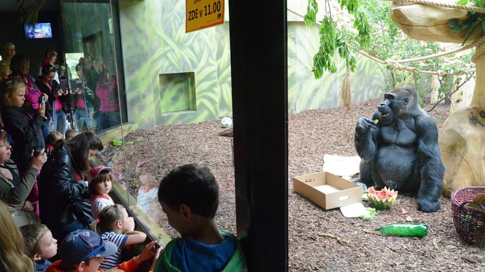 Gorila s nejhezčím pohledem - Tadao oslavil 43. narozeniny