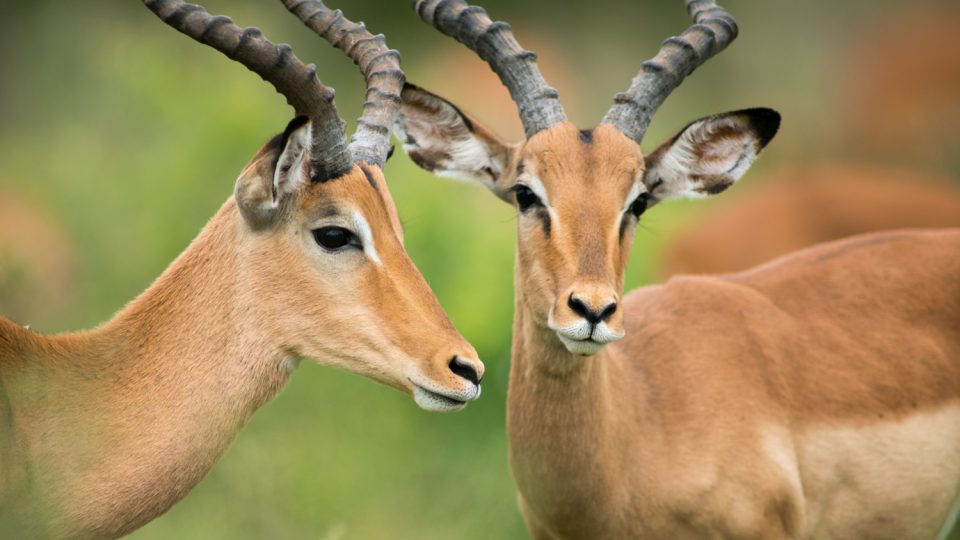 Impala dokáže běžet rychlostí až 90 km/h. A skočit do dálky 9 metrů.