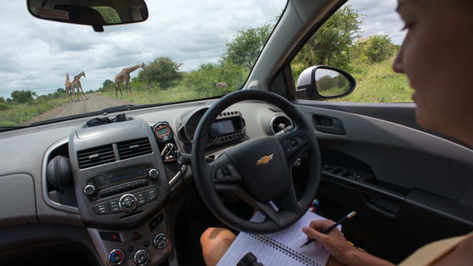 Pozorování zvířat probíhalo přímo z automobilu