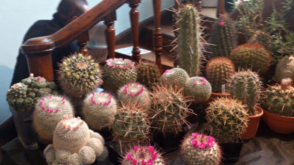 Kaktus s kvetoucí růžovou korunkou - mammillaria