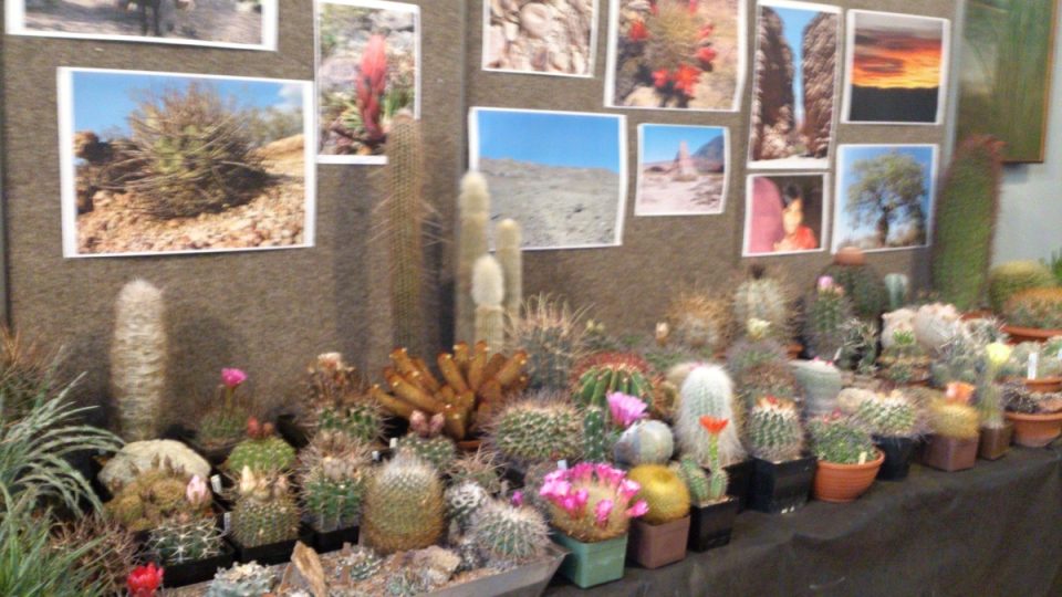 Výstava kaktusů Pardubice