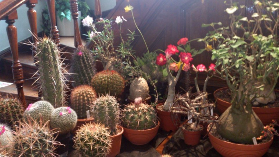 Výstava kaktusů Pardubice