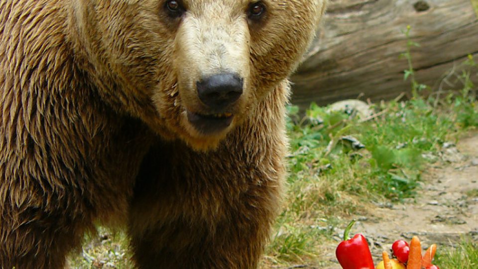 Medvěd Méďa na zámku v Zákupech dostal narozeninový dort