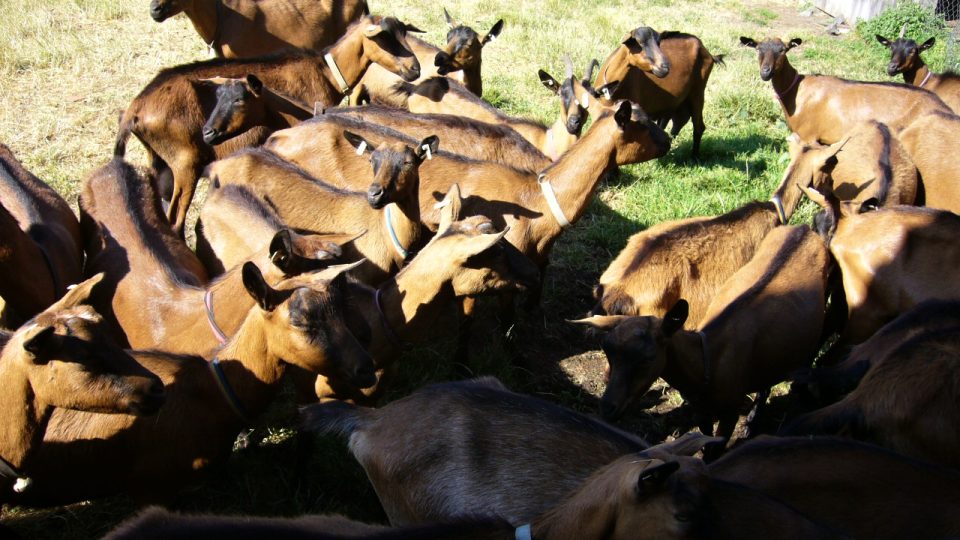 Kozy na farmě Sosnová