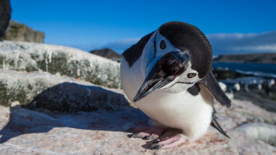 Podívejte se! Ten pták co vypadá jako pán ve fráčku je tučňák a za chvíli vás na lodi čeká další program, popisuje Šilha dnešní „cestování“.