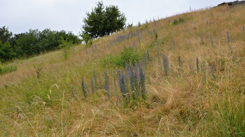 Na svazích se vyskytují suchomilná a teplomilná společenstva skalních stepí