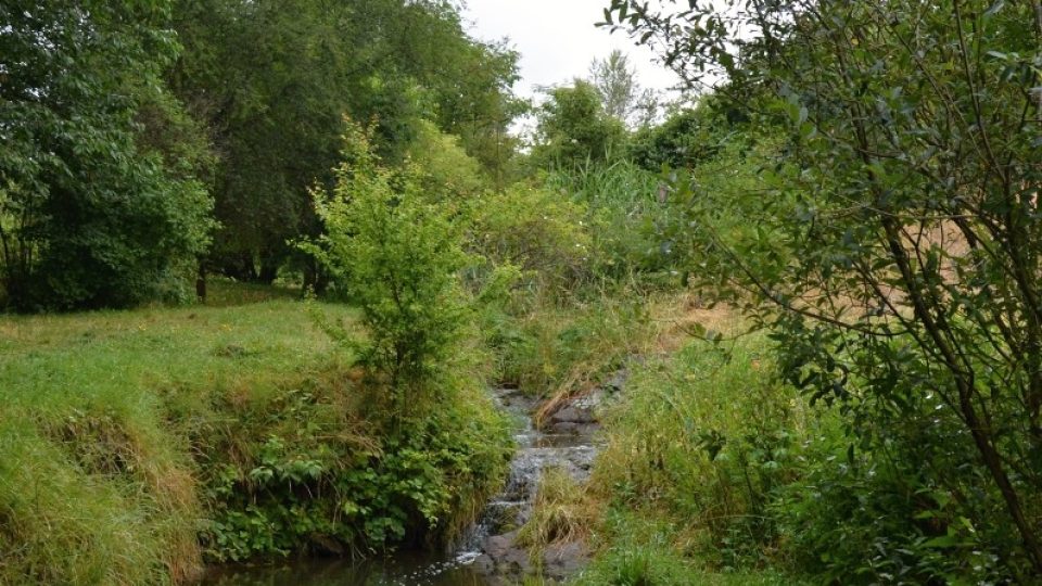 Prokopský potok pod Albrechtovým vrchem přirozeně meandruje