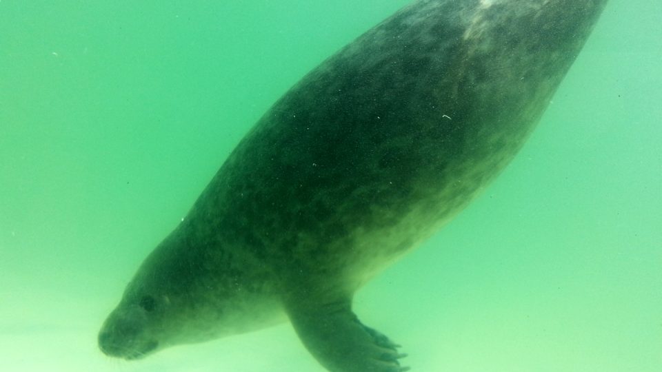 V záchranné stanici pro tuleně mají i zábavní park a návštěvnické centrum