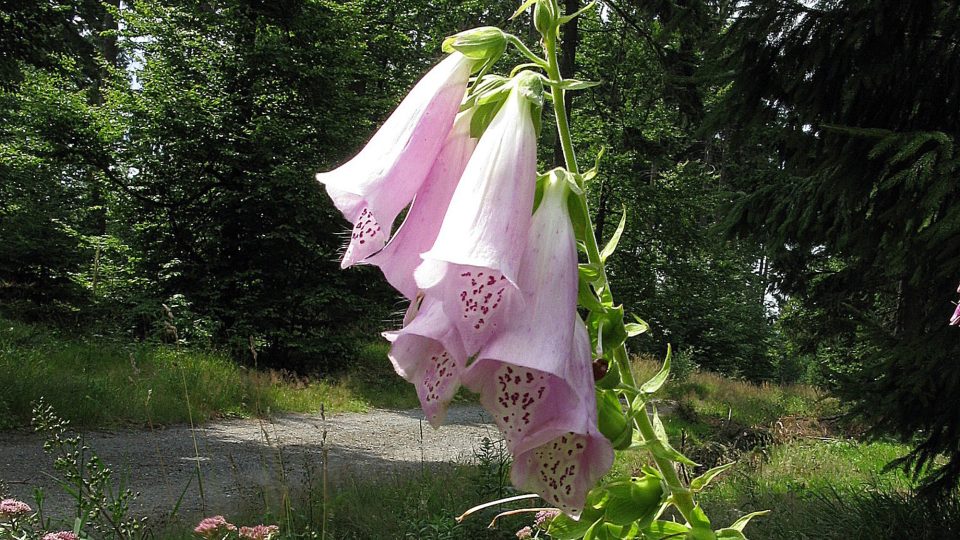 Flóra na vrcholu Slunečné Flóra na vrcholu Slunečné