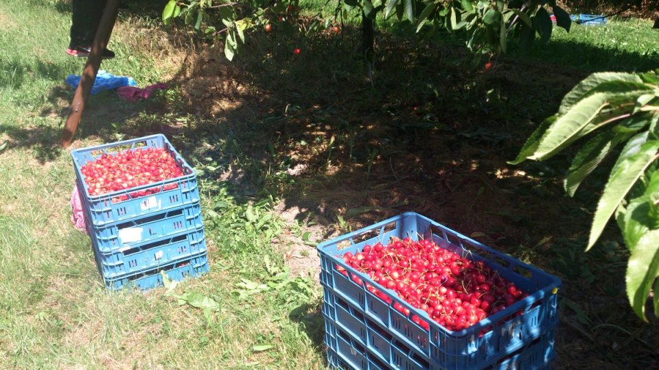 Třešňové sady Svinčany - přepravky plné třešní