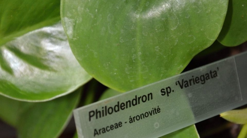 Philodendron - áronovité