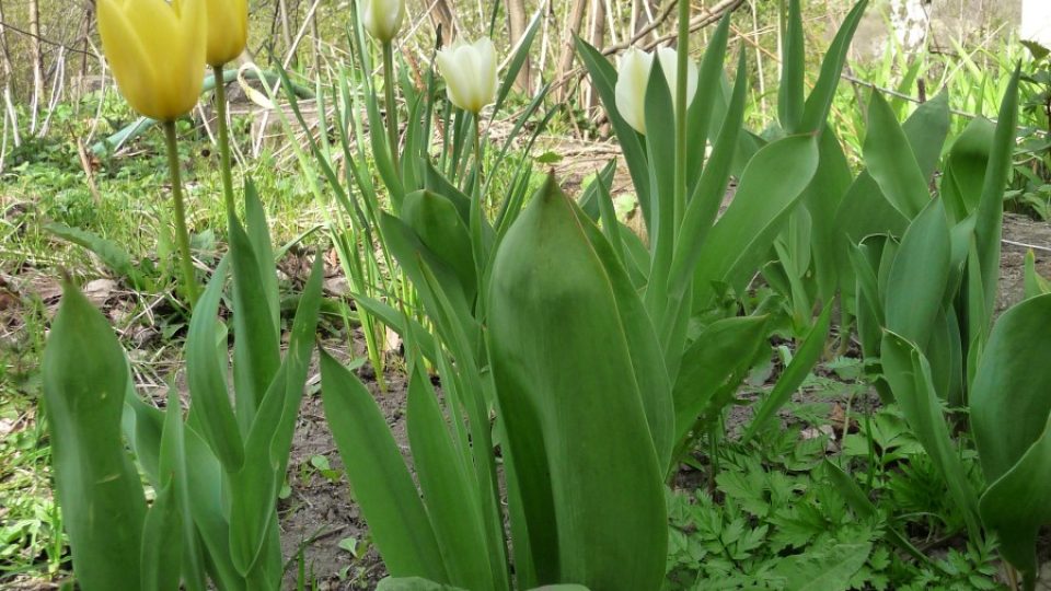 Tulipán se řadí mezi 10 bylin, způsobujících kontaktní dermatitidy a alergie