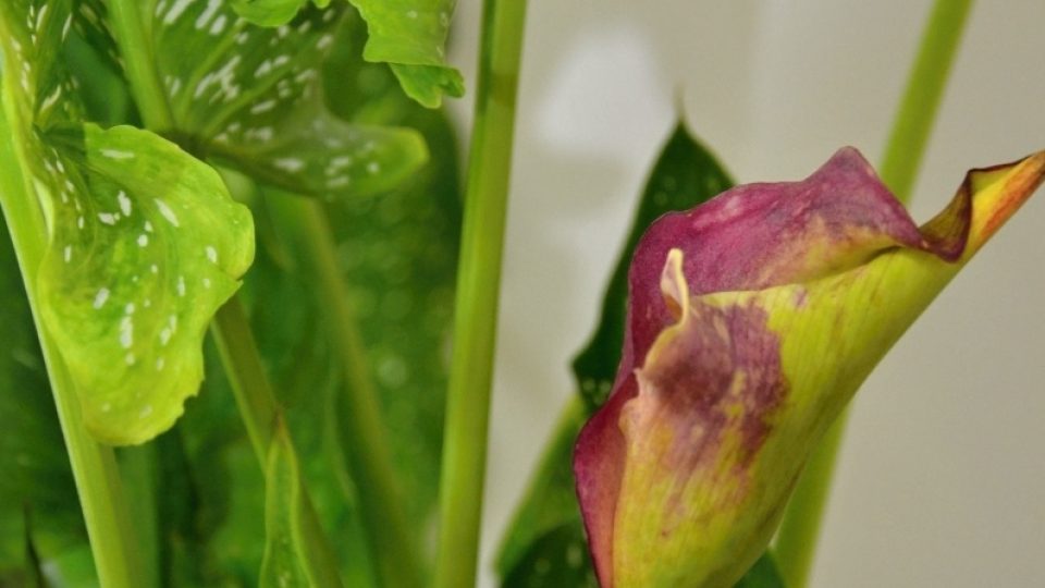 Zantedeschia aethiopica - áronovité